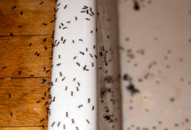 Professional Pest Control in Baton Rouge, LA
